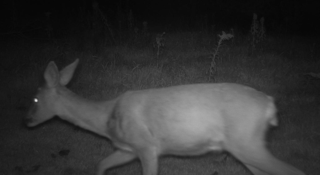 Barrierefreiheit für Wildtiere