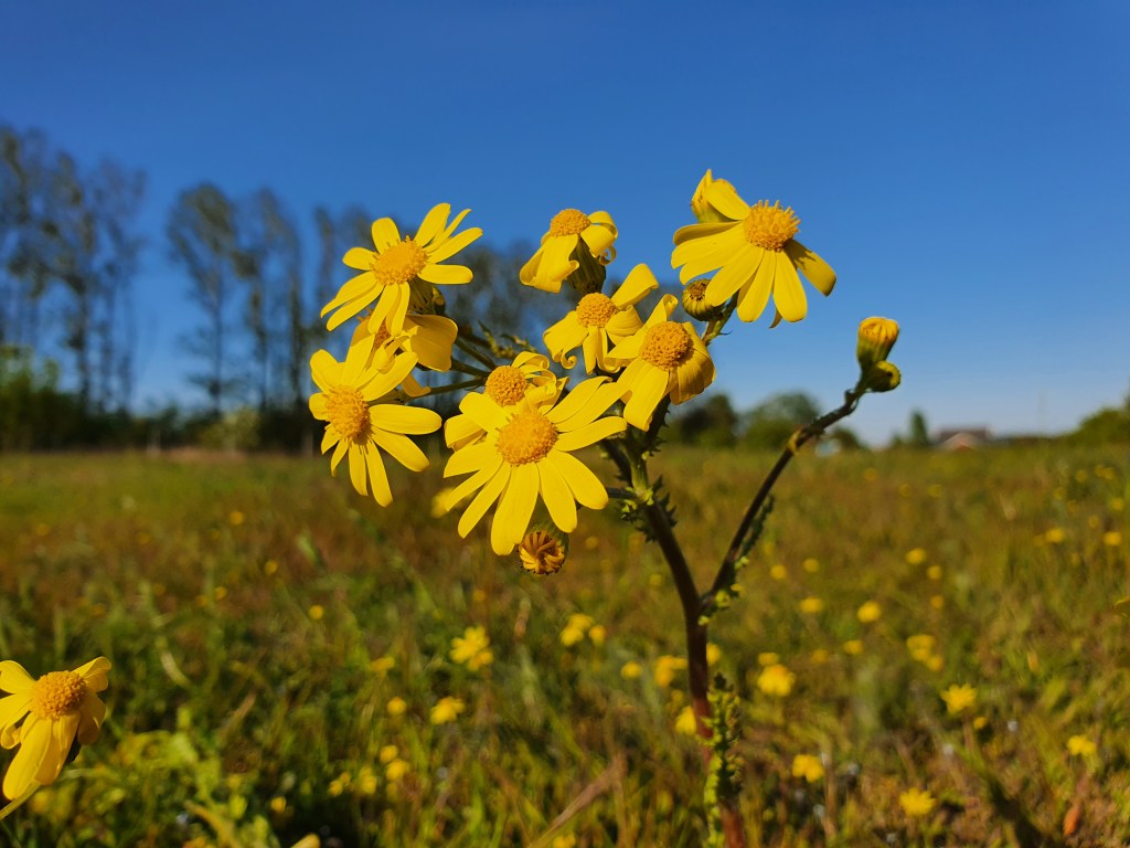 Update Frühlings-Greiskraut