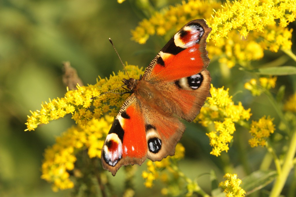 Vegetationsaufnahmen