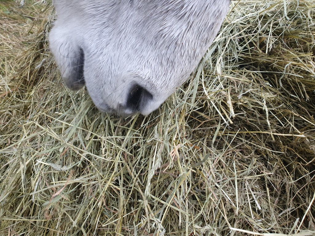 Heu aus spätem&nbsp;Schnitt