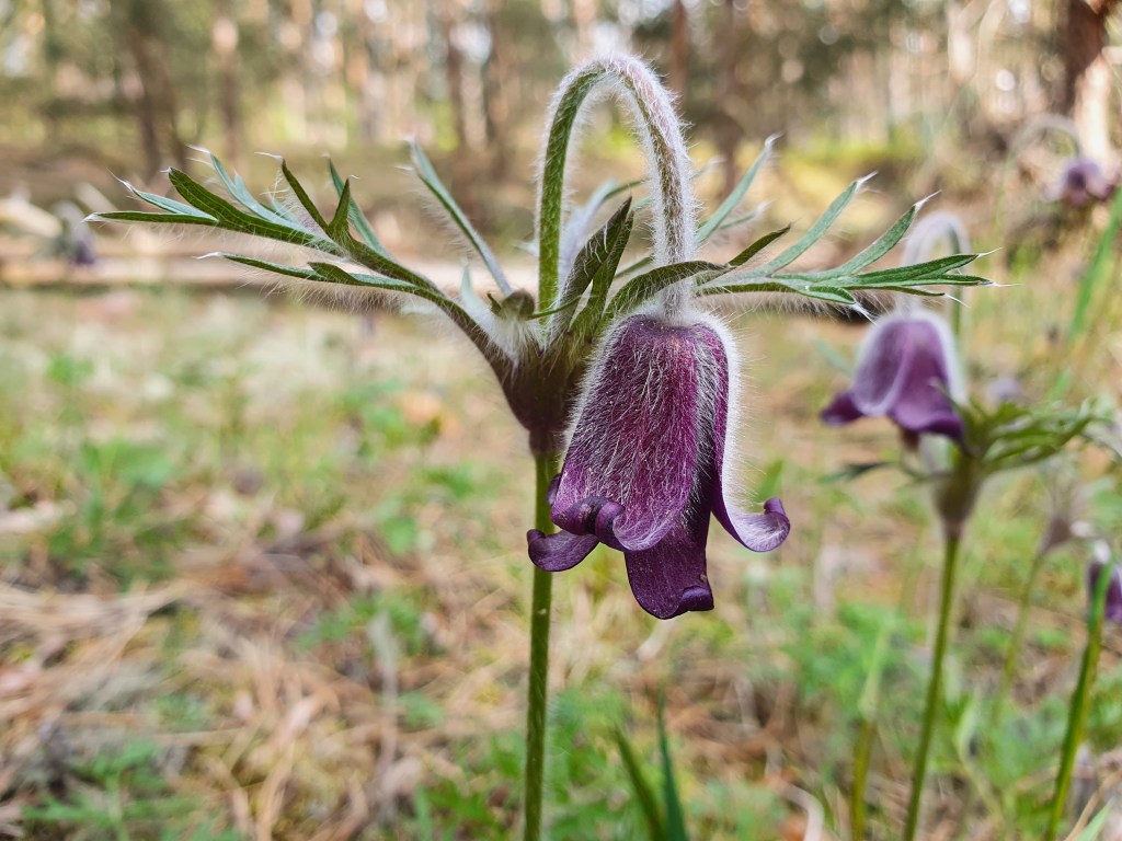 Eutrophierung der Landschaft