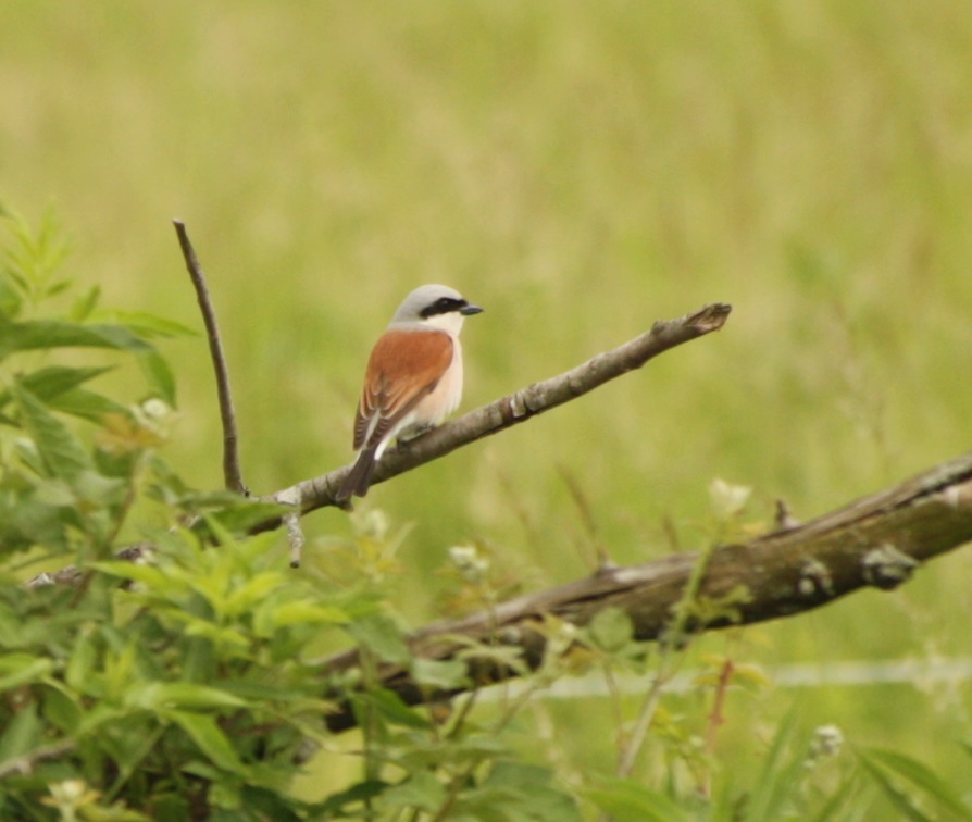 Lebensraum Totholzhaufen