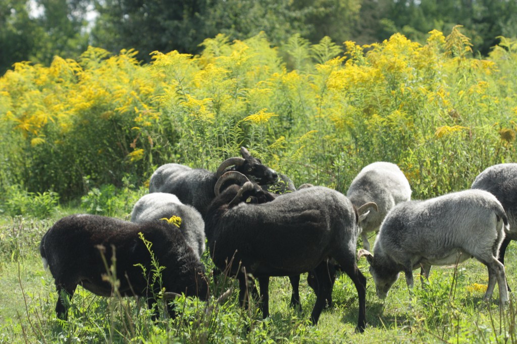 Kampf gegen Windmühlen