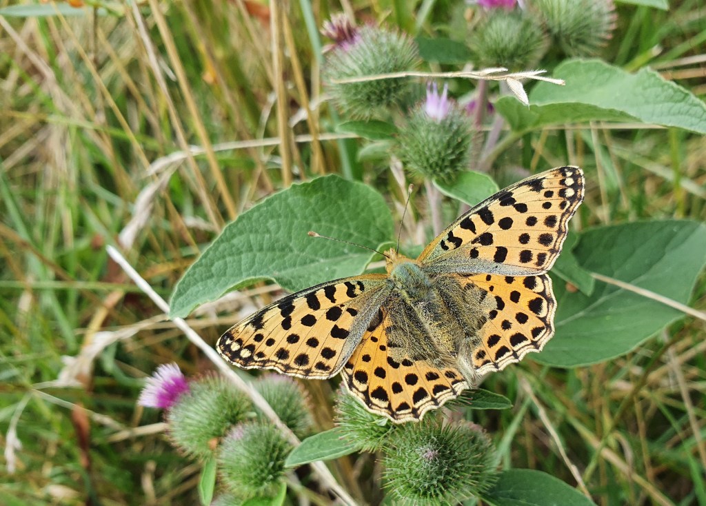 Tagfalter Saison 2024