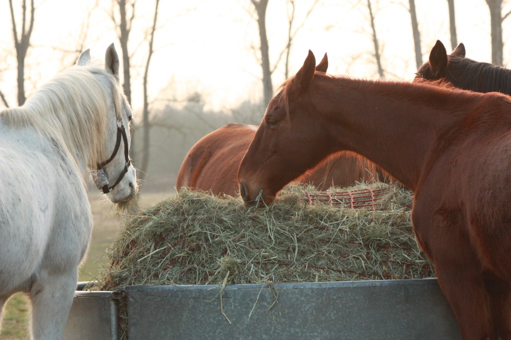 Aktivität im Winter