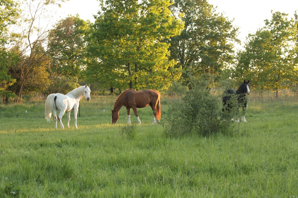 Synergien zwischen artgerechter Pferdehaltung und&nbsp;Naturschutz