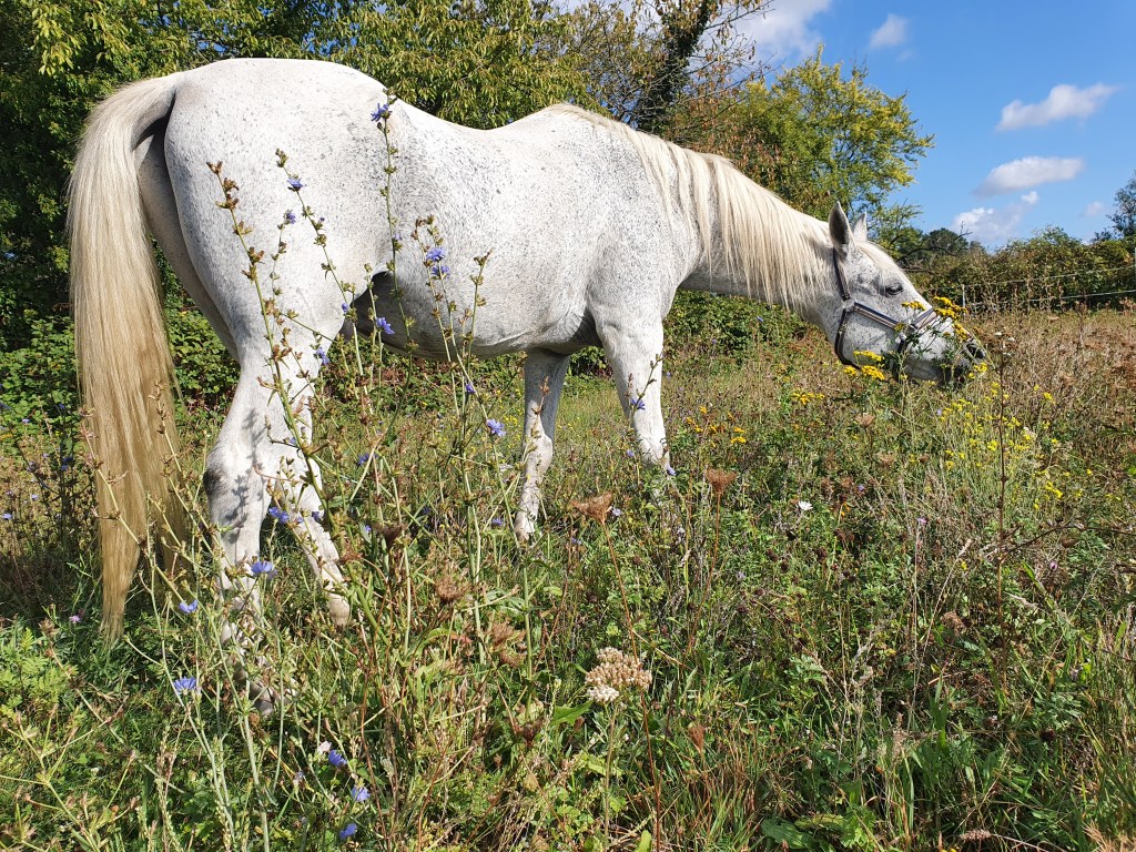 Die gesunde Grasnarbe