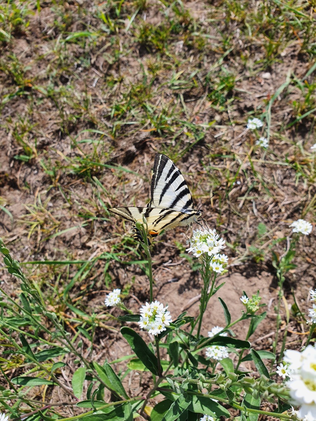 Tagfalter Transekt 2025