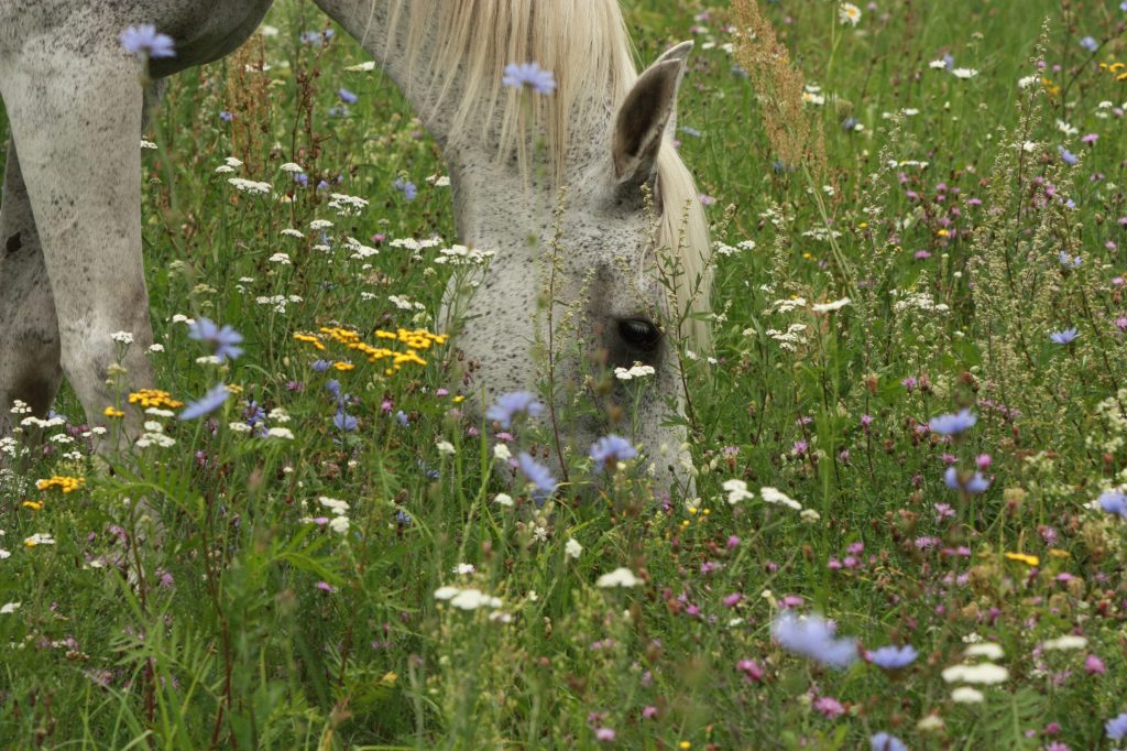 Weißes Pferd grast in der Blumenwiese