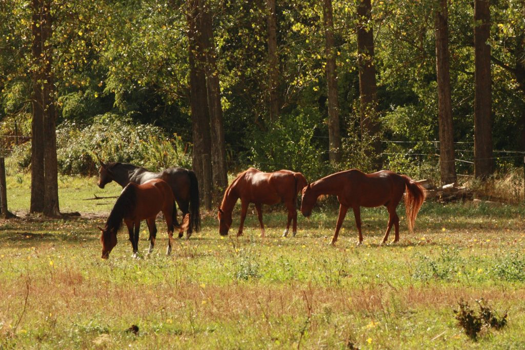Pferdeherde auf der Sommerweide am Waldrand