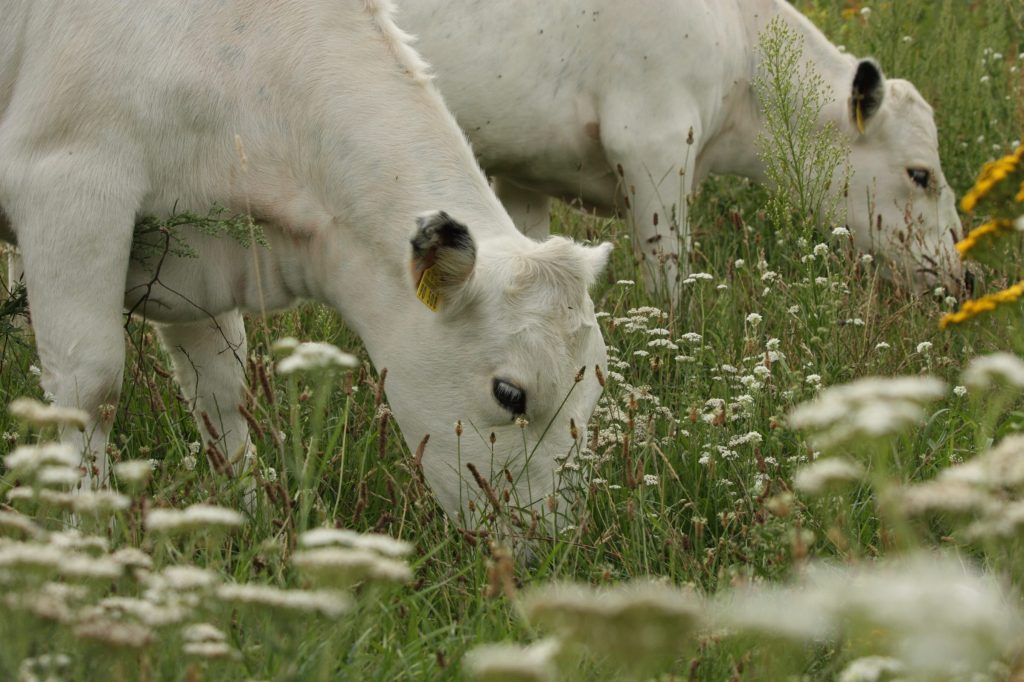 Weiße Rinder grasen zwischen Wiesenblumen
