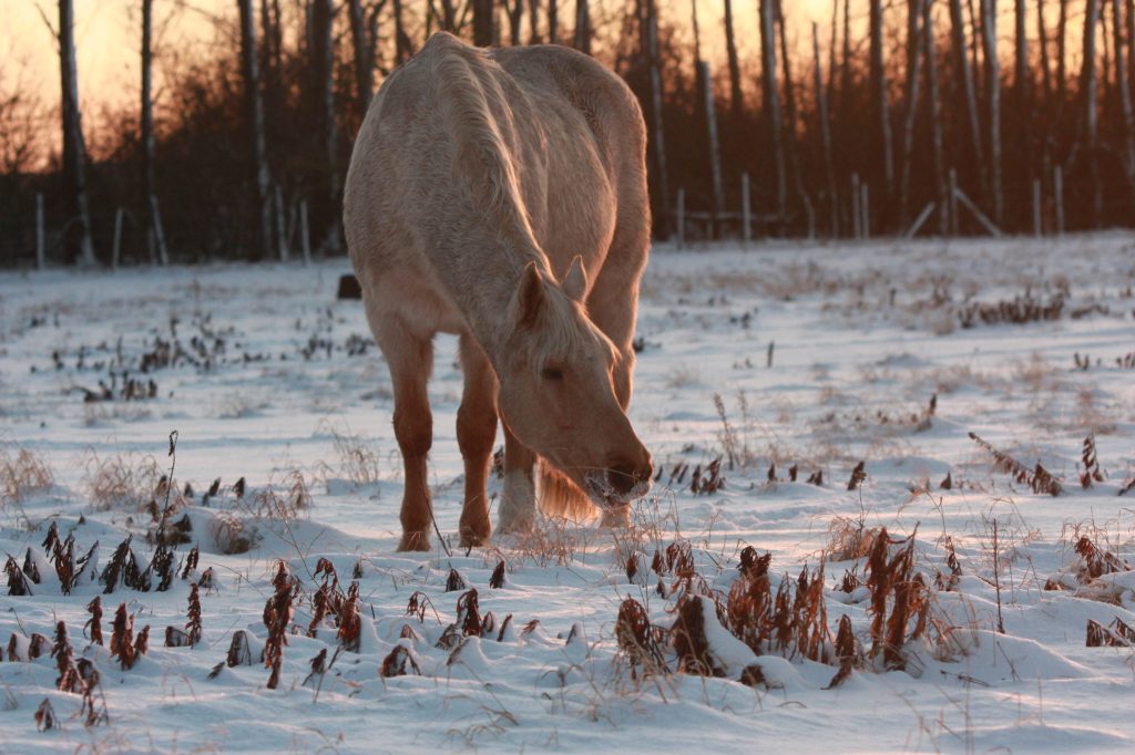 Pferd im Schnee bei Abendlicht