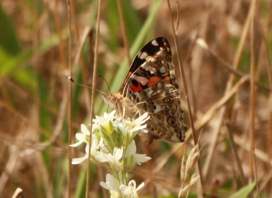 Painted Lady